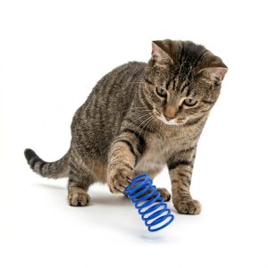 JUGUETE RESORTE PARA GATOS 3X6 CM AZUL